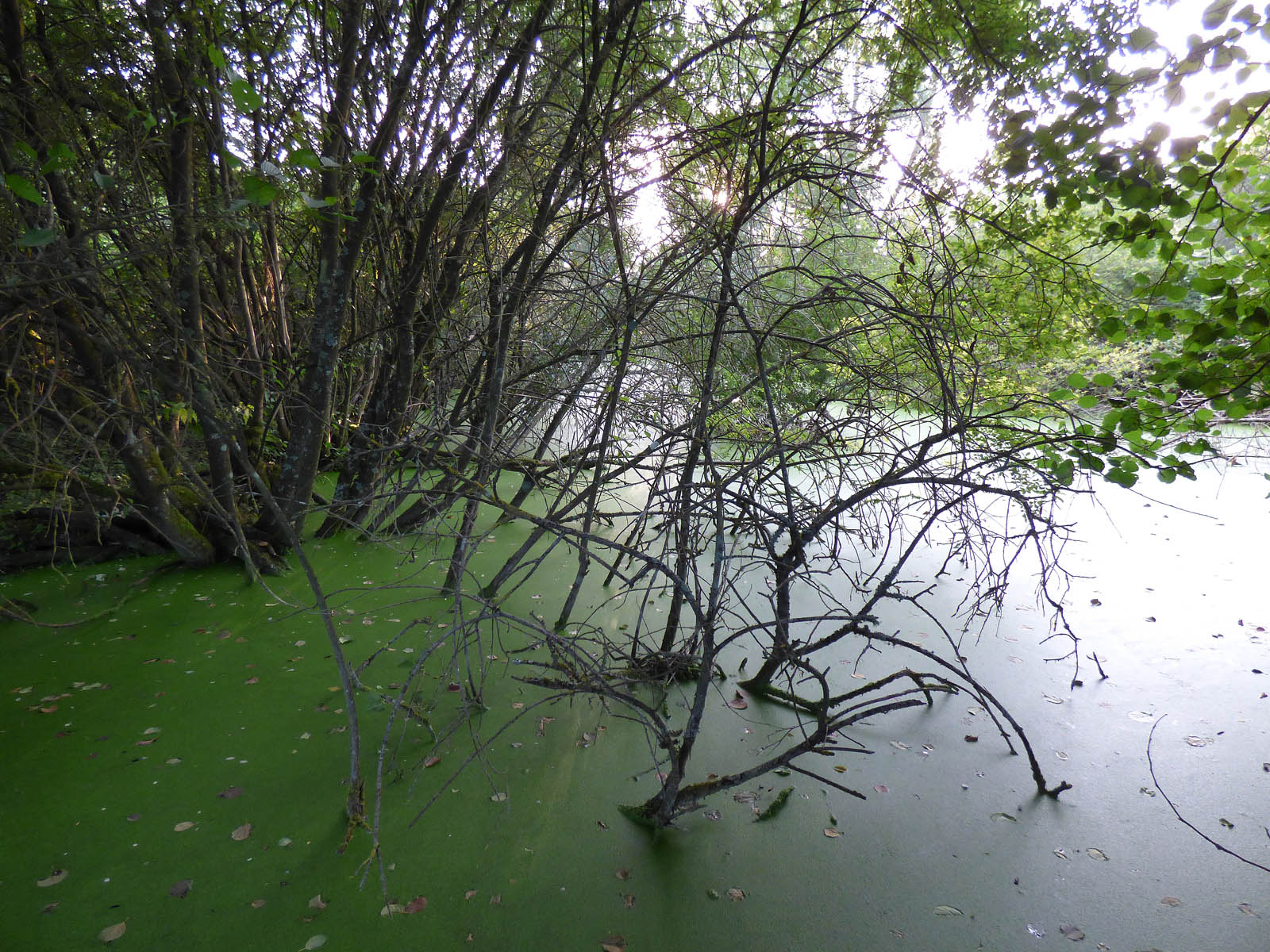 Etang du Gouy